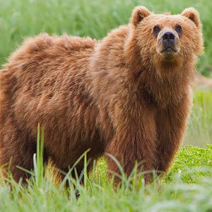 Meet your Posher, Brennan black